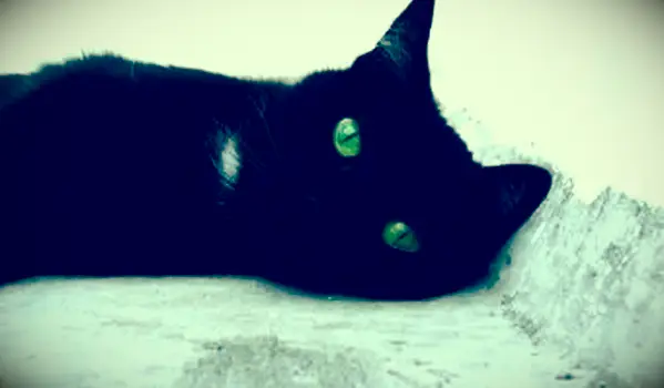 חתול שחור עם עיניים ירוקות