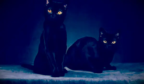 חתולי בומביי שחורים