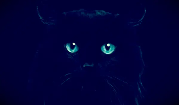 חתול שחור עם עיניים כחולות