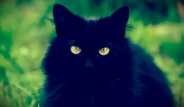 מיתוסים ועובדות על חתולים שחורים