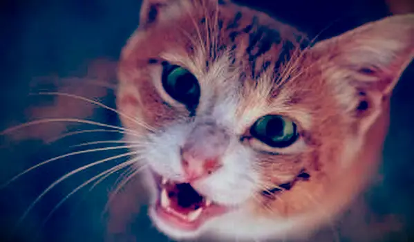 טיפים חשובים לטיפול בפצעי חתול