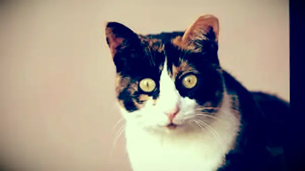 Portrait de chat calicot