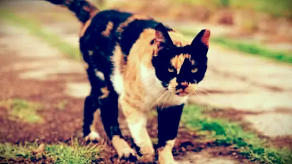 Chat Calico marche sur terrain