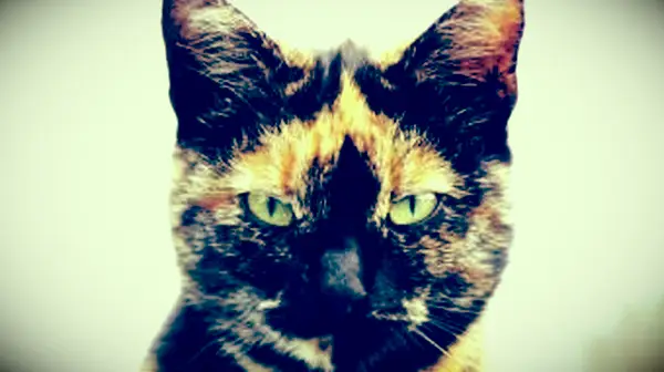 Mythes et faits sur les chats mâles Calico