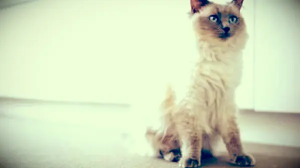 ¿Cuánto cuestan los gatos Ragdoll?