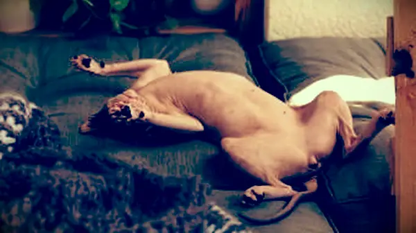 Chat sans poil Sphynx allongé sur le lit