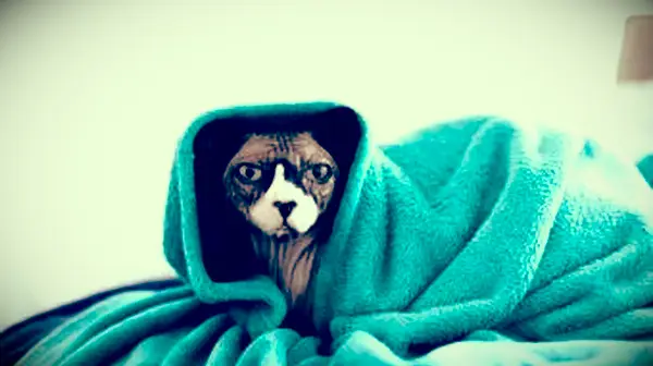 Chat sphynx mignon enveloppé dans une couverture