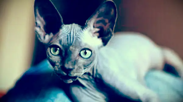 Jak znaleźć schroniska ratownicze dla kotów Sphynx?