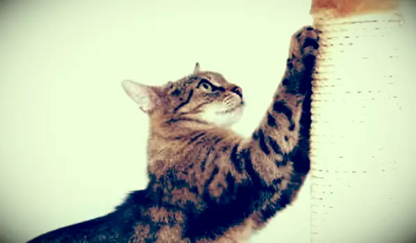 חתול משתופף