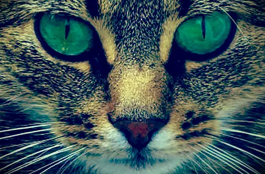 מדריך להתנהגויות חתולים נפוצות