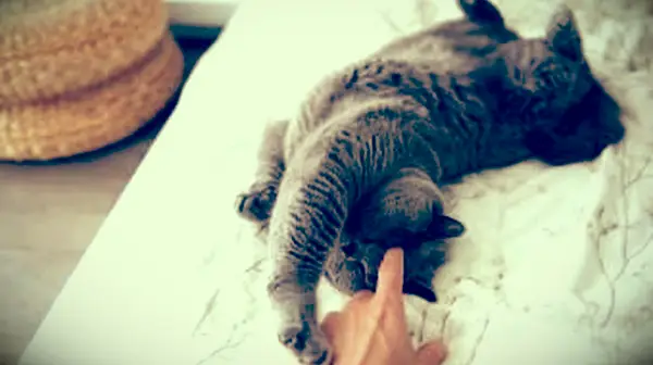 chat jouant avec le propriétaire