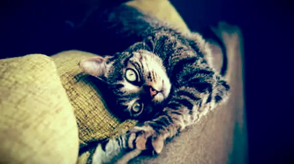 Pourquoi mon chat tend-il les pattes ?