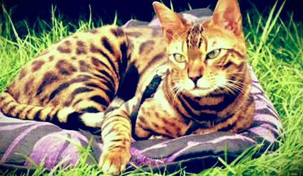 Gato bengala descansando na grama