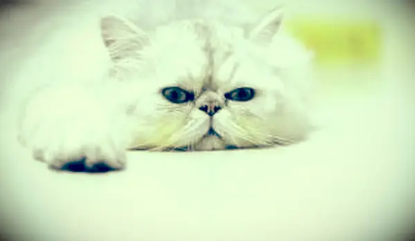 Gato persa chinchila deitado no chão