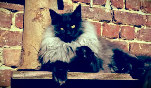 Gato fumado preto assistindo