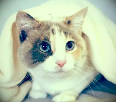 Gato chita diluído de olhos azuis