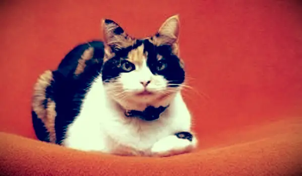 Gato malhado sênior deitado