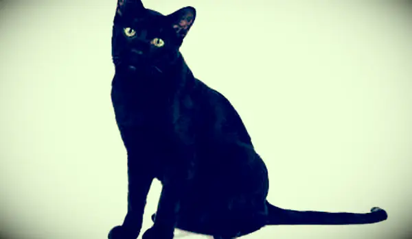 Gato Havana Castanho Adulto