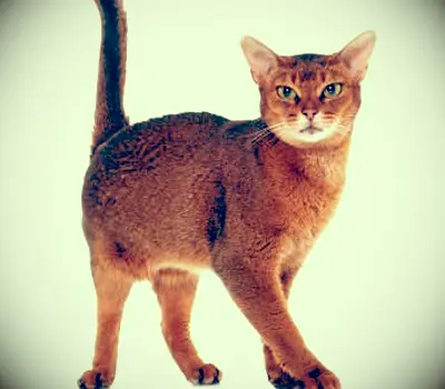 Gato abissínio cor de canela