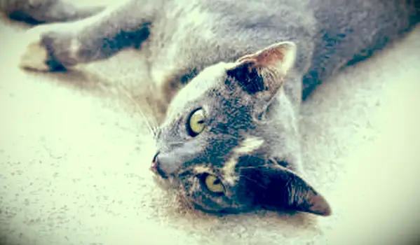 Gato tailandês cor ruão