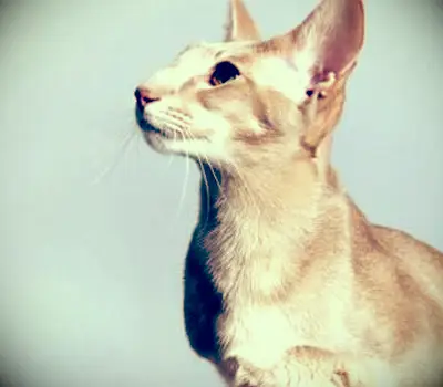 Retrato de gato siamês lavanda sentado