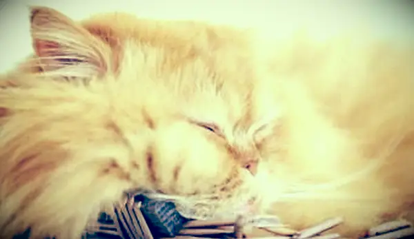 Gato cochilando na cor creme