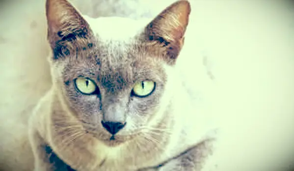 Cores raras de gatos