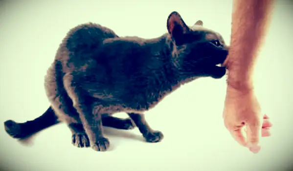 5 Symptome einer Katzenbissinfektion, die Sie nicht ignorieren sollten