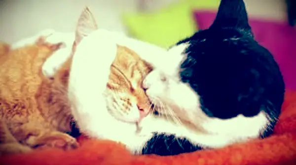 Jak koty komunikują się ze sobą?