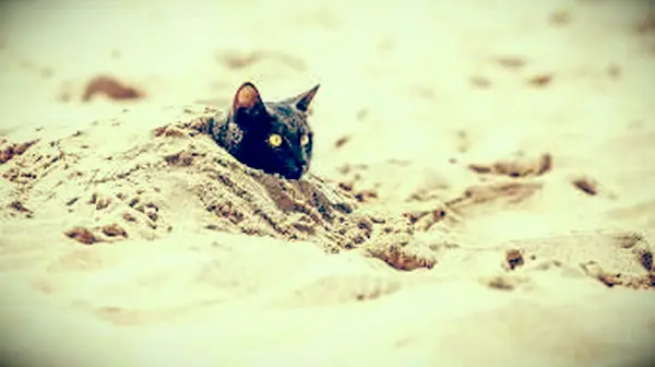 여름에 야외 고양이를 시원하게 유지하는 방법