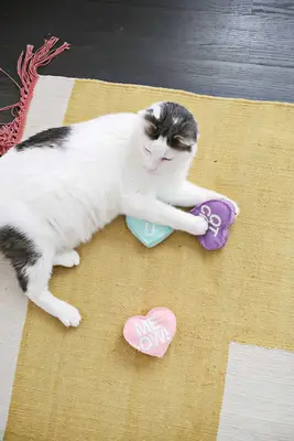 Conversation Heart Pet Toy DIY