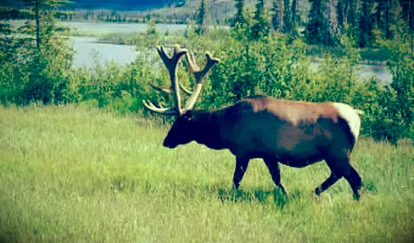 Wapiti dans les Rocheuses canadiennes