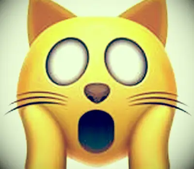 Visage de chat fatigué