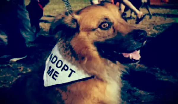 רשימת חברות הומאניות בוויסקונסין