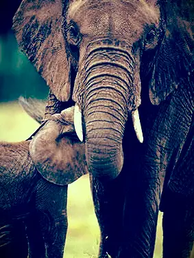 Elefanten