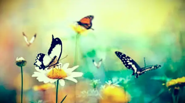 Jarná lúka s motýľmi