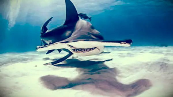 어린이를위한 30 가지 귀상어 상어 사실