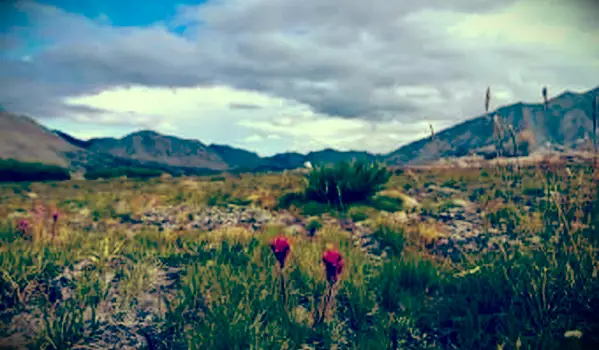 טונדרה אלפינית בסיירה נבאדה