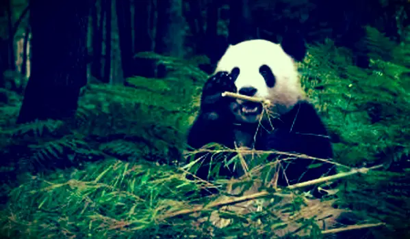 Fakty o gigantycznej pandzie dla dzieci