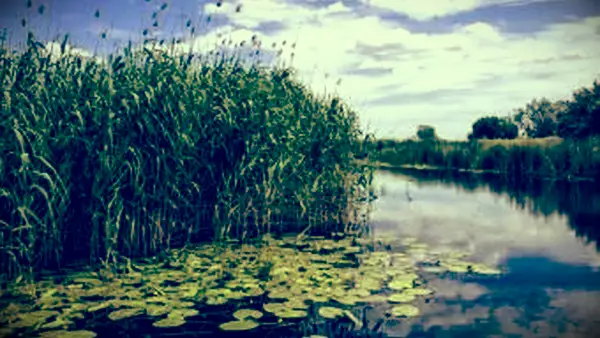 Mokradła dla dzieci