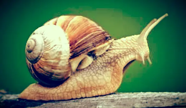 שבלול רומאי על עץ