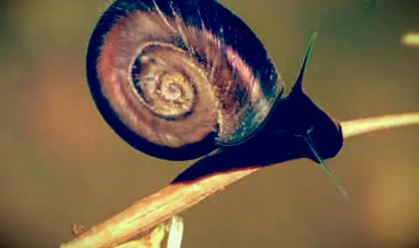 חילזון סלעי מים מתוקים נהדר