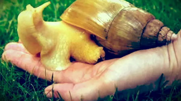 חילזון ארץ אפריקאי ענק