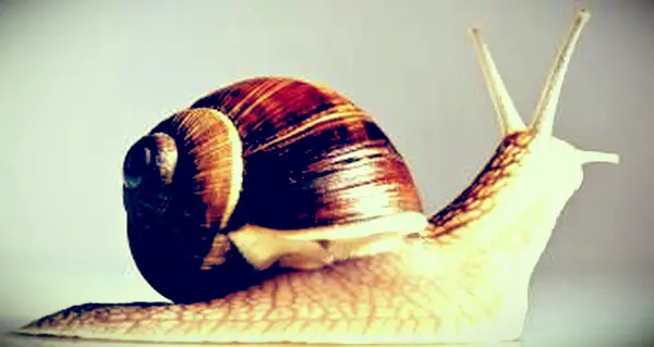 עובדות חילזון לילדים