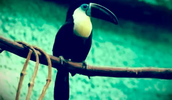 オオハシに座って