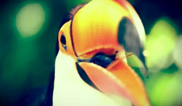 オオハシの請求書