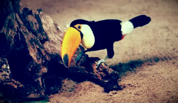 私はオオハシをします