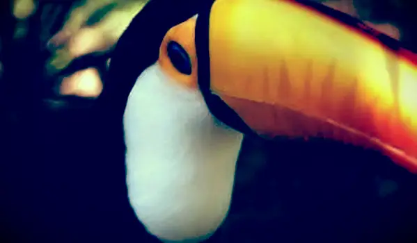 Fatos sobre o Tucano para crianças