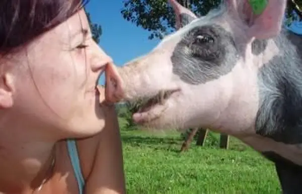 femme, baisers, cochon, sur, herbe