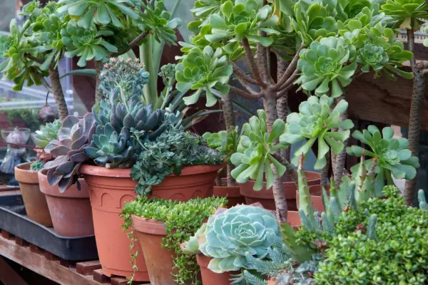 Plants on greenhouse staging